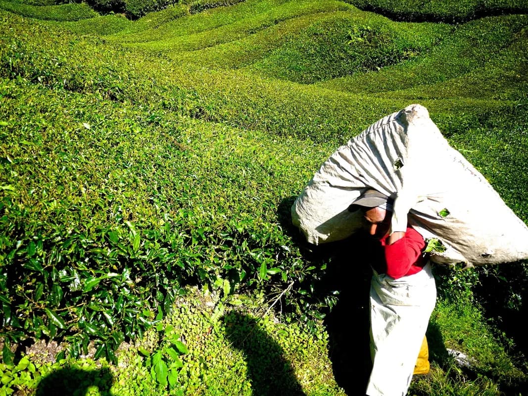 ชาเขียว: เคล็ดลับธรรมชาติเพื่อสุขภาพผิวที่ดีในวัยผู้ใหญ่