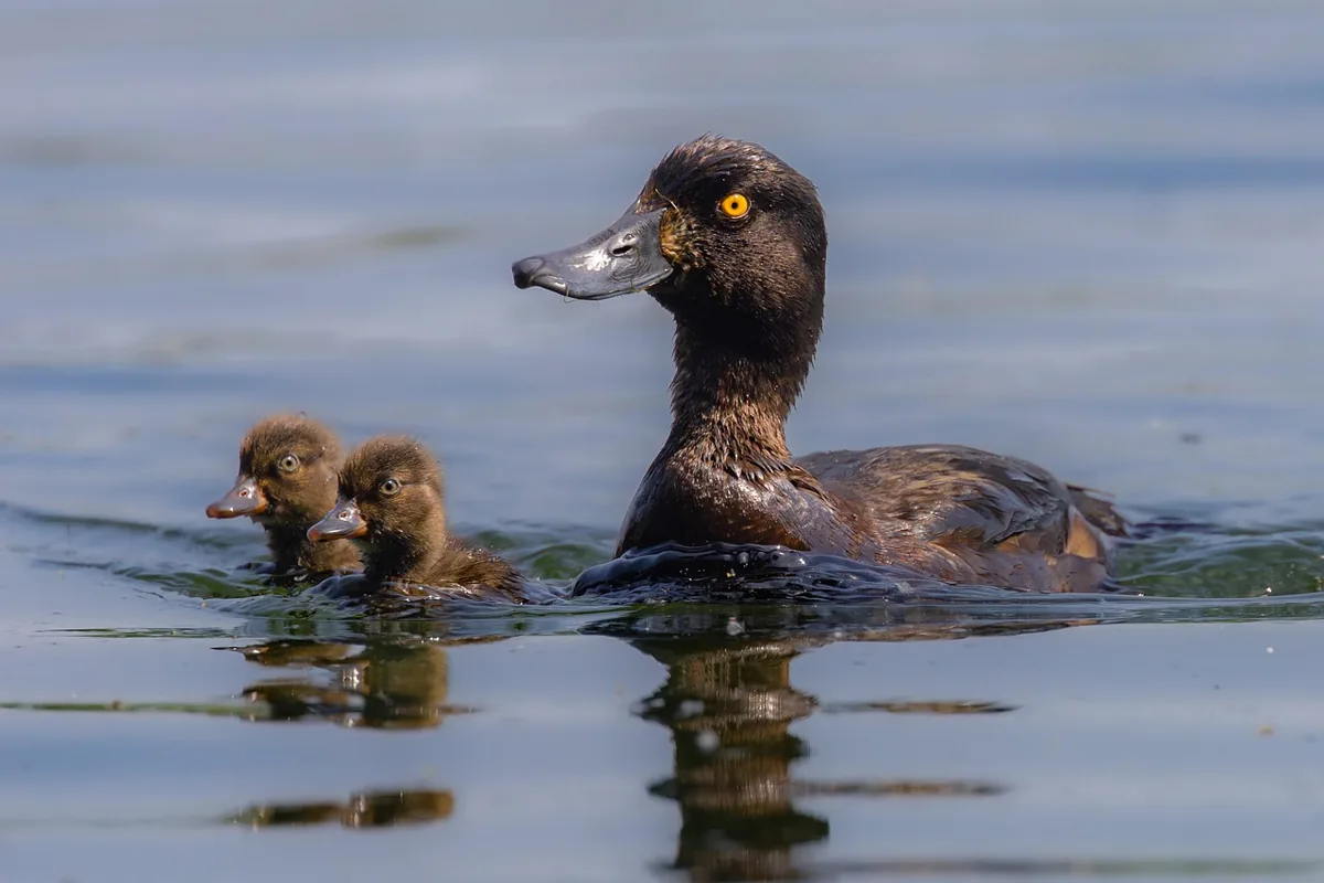 แผนที่สุขภาพจากบรรพบุรุษ: กุญแจสู่ชีวิตที่ยืนยาวและแข็งแรง