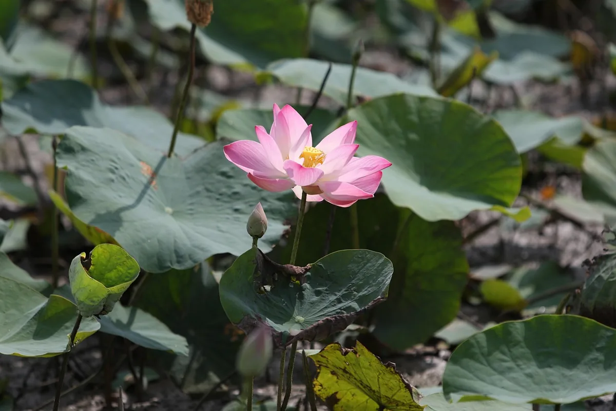 ลุงตี่ชวนคิด: จัดการความเครียดในวัย 40+ ให้ใจเป็นสุข